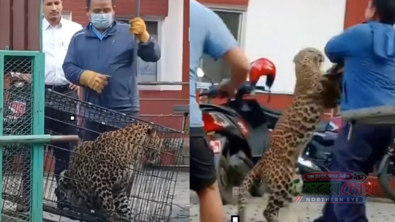 খাঁচা ভেঙে বনকর্মীর ওপর চিতাবাঘের হামলা