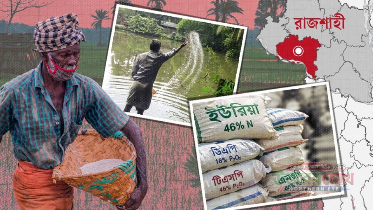 রাজশাহীতে ফসলের সারে ‘ভাগ বসাচ্ছে’ মাছের পুকুর!