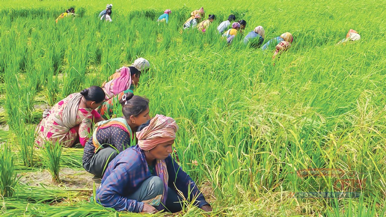প্রকৃতি রক্ষা ও সম-অধিকারের লড়াইয়ে গ্রামীণ নারী